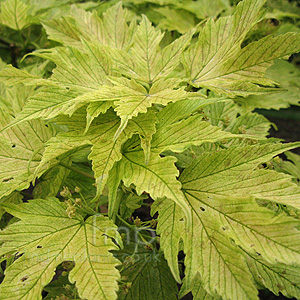 Acer Pseudoplatanus 'Prinz Handjery'