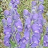 Aconitum - Bressingham Spire