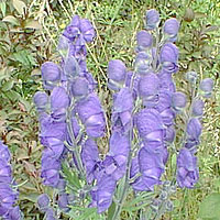 Aconitum 'Bressingham Spire' - Monkshood