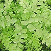 Adiantum Pedatum