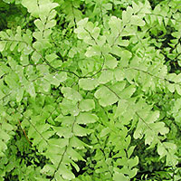 Adiantum Pedatum - Fern