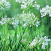 Agapanthus - Cold Hardy White
