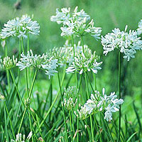 Agapanthus Cold Hardy White'