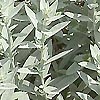Artemisia Ludoviciana