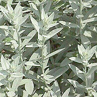 Artemisia Ludoviciana - Artemisia