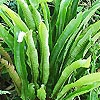 Asplenium Scolopendrium