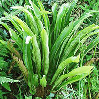 Asplenium Scolopendrium - Hearts's Tongue