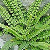 Asplenium Trichomanes