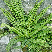 Asplenium Trichomanes - Fern: Spleenwort