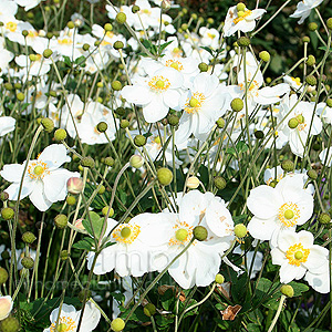 Anemone X Hybrida 'Honersine Jobert'