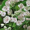 Astrantia Major