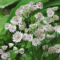 Astrantia Major - Masterwort