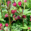 Astrantia Hadspen Blood