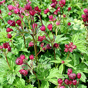 Astrantia Hadspen Blood