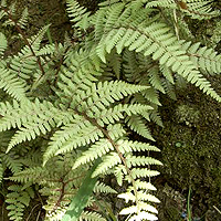 Athyrium 'Ghost' - Japanese Painted Fern, Athyrium