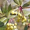 Berberis Julianae