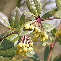 Berberis Julianae - Berberis