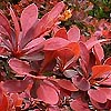 Berberis Thunbergii - Rose Glow