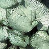 Brunnera Macrophylla - Looking Glass