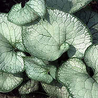 Brunnera Macrophylla 'Looking Glass'