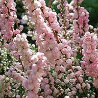 Calluna Vulgaris 'H.E.Beale'