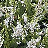 Calluna Vulgaris - Springwood White