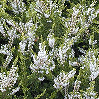 Calluna Vulgaris 'Springwood White'