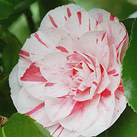 Camellia Japonica 'Lavinia'