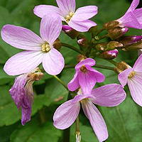 Cardamine Pentaphylla - Crinklewood, Milkmaids, Cardamine