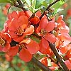 Chaenomeles Japonica