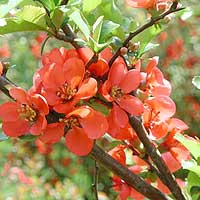 Chaenomeles Japonica - Japanese Quince, Japonica