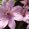 Clematis - Nelly Mosser