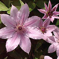 Clematis 'Nelly Mosser' - Clematis