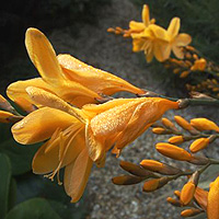 Crocosmia 'Solfatare' - Montbretia, Crocosmia