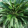 Cycas Revoluta