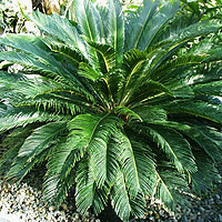 Cycas Revoluta - Japanese Sago Palm, Cycas