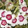 Dianthus Detoides - Arctic Fire
