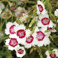 Dianthus Detoides