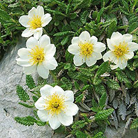 Dryas Octopetala 'Komovi'