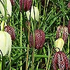 Fritillaria Meleagris