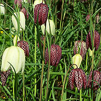 Fritillaria Meleagris - Snakes Head Fritillary