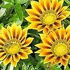 Gazania Rigens