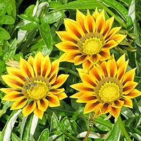 Gazania Rigens - Gazania