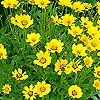 Gazania Splendens
