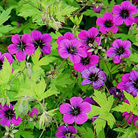 Geranium 'Anne Folkard'