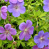 Geranium - Blue Sunrise