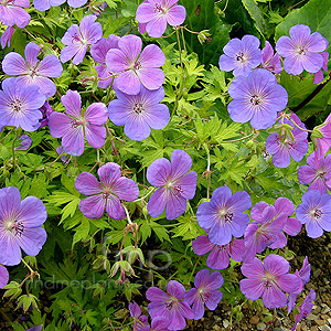 Geranium 'Blue Sunrise'