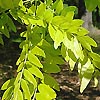 Gleditsia Triacanthos