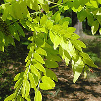 Gleditsia Triacanthos - Honey Locust