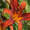 Hemerocallis - Matador